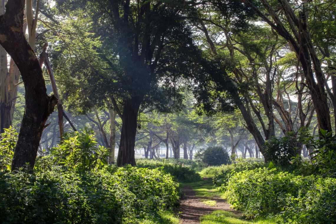 Guided Nature Walk